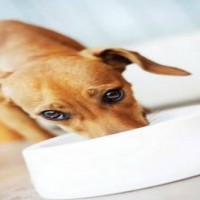 cute dog