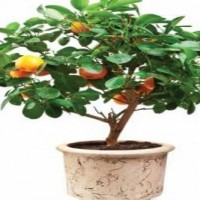small plant