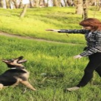 pet training