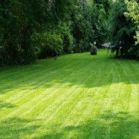 lawn