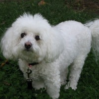 bichon frise