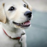 cute dog