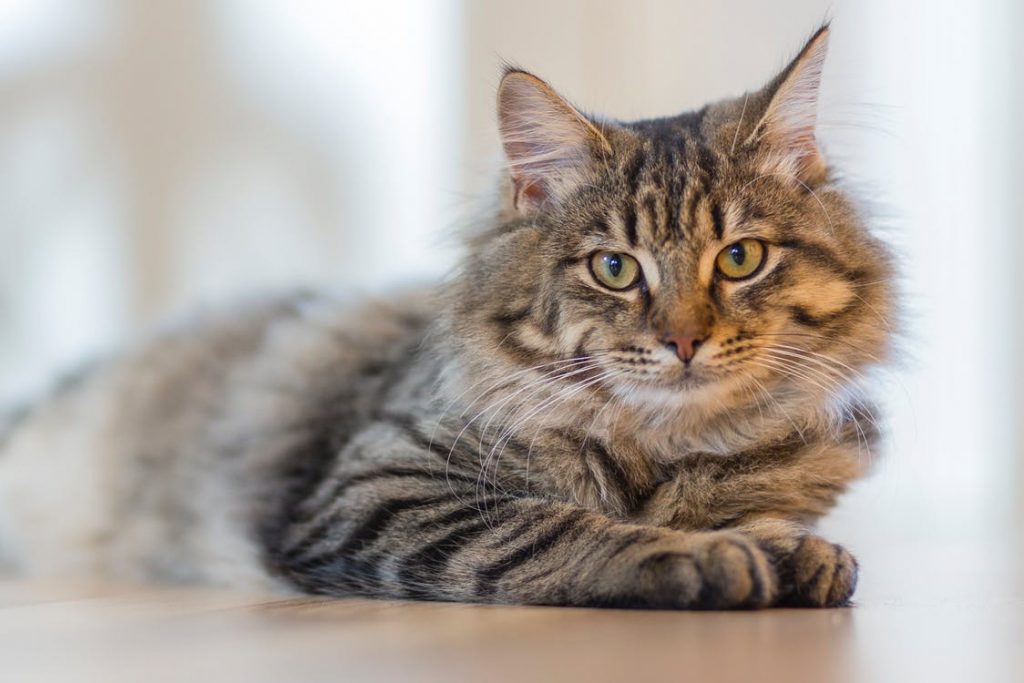 Getting the Litter Box Smell out of Your Apartment