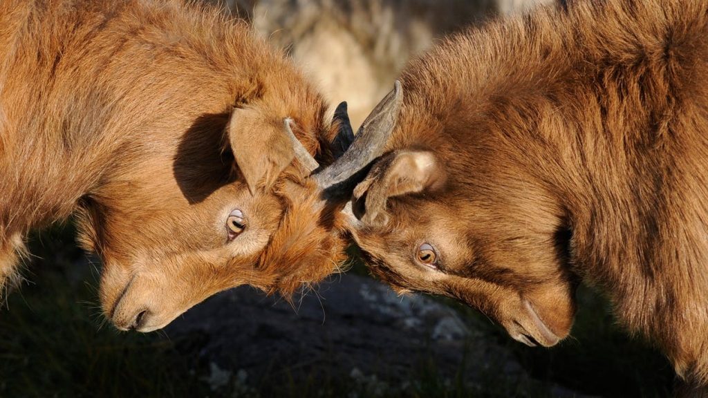 Should You Room with Your Best Friend?