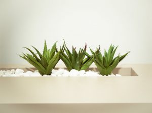 three small aloe plants in rocks