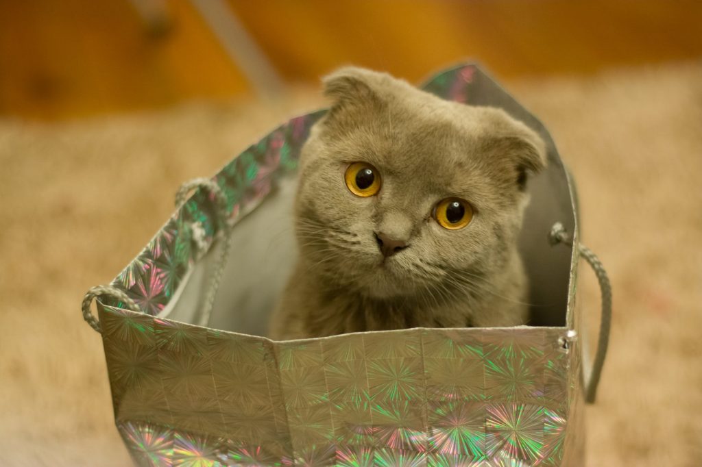 gray scottish fold cat in gift bag