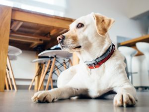 dog indoors focused on something