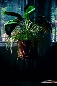 spider plant in dark room near windows