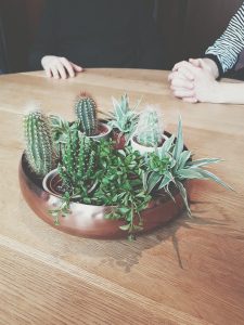 assortment of cactus plants on table near two people