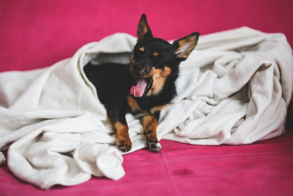 chihuahua laying in a blanket yawning