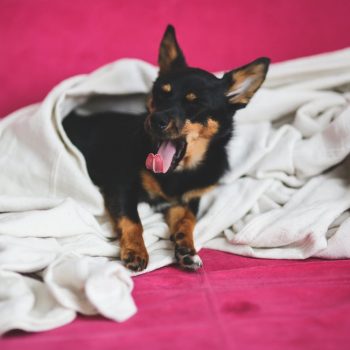 chihuahua laying in a blanket yawning