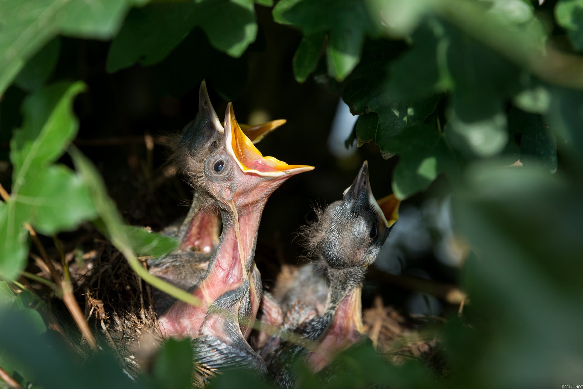 hungry baby birds in nest