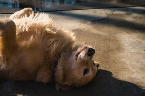 upside-down golden retriever