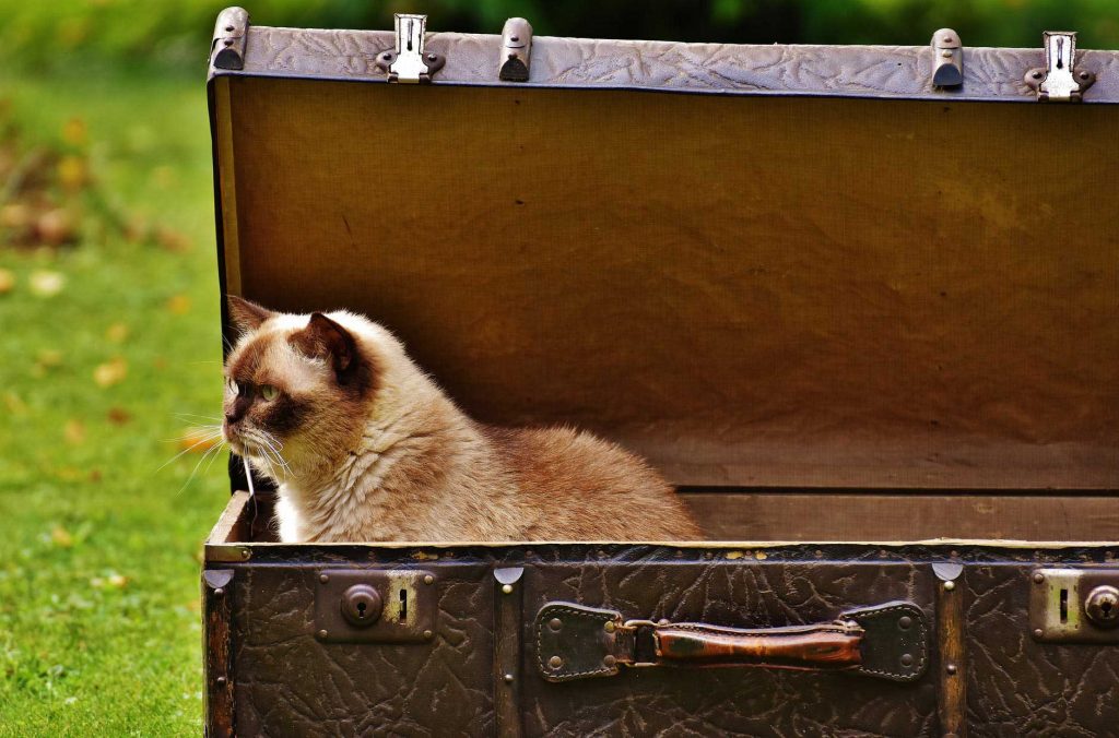 cat in a large suitcase