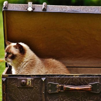 cat in a large suitcase