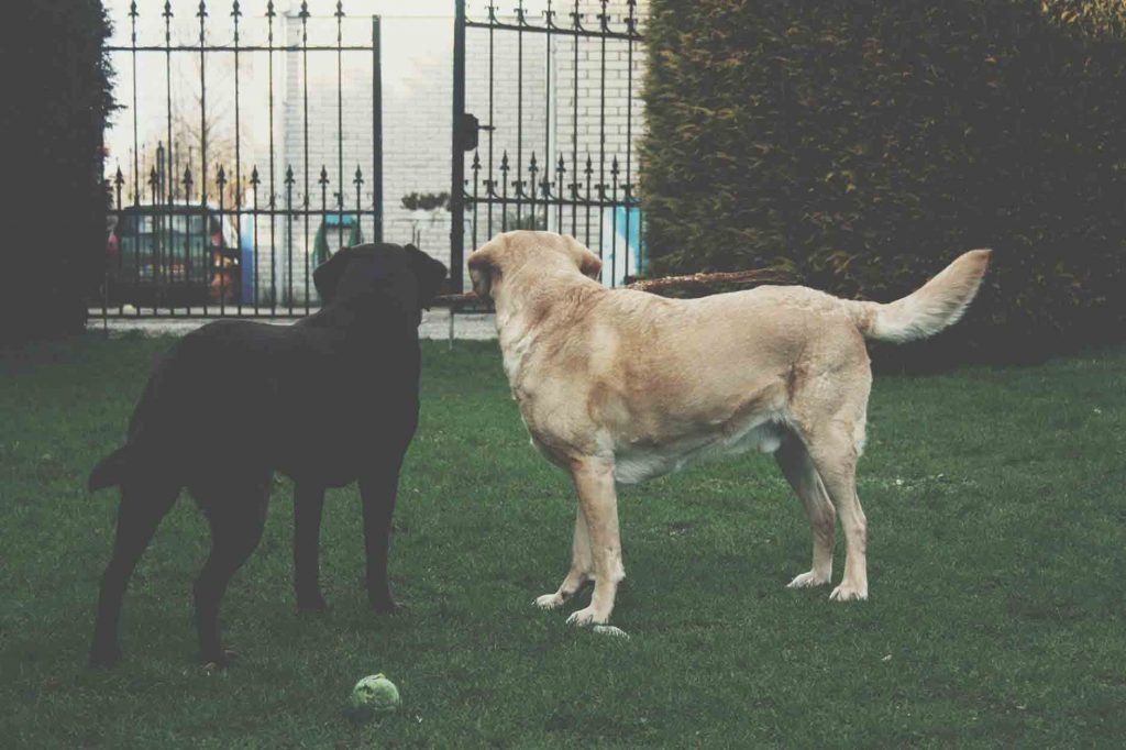 Pet Perks You Wish Your College Apartment Had