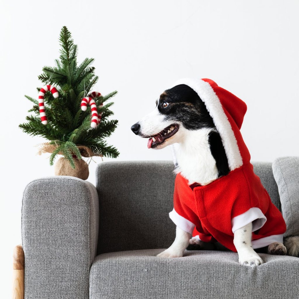 Pet-Proofing Your Apartment for the Holidays