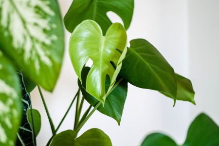 Welcome to the Jungle: Large Houseplants for Your Space